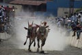 MAHARASHTRA, INDIA, April 2014, People enjoy traditional Bullock cart racing or bailgada sharyat Royalty Free Stock Photo