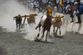 MAHARASHTRA, INDIA, April 2014, People enjoy traditional Bullock cart racing or bailgada sharyat Royalty Free Stock Photo