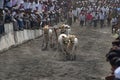 MAHARASHTRA, INDIA, April 2014, People enjoy traditional Bullock cart racing or bailgada sharyat Royalty Free Stock Photo