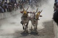 MAHARASHTRA, INDIA, April 2014, People enjoy traditional Bullock cart racing or bailgada sharyat Royalty Free Stock Photo