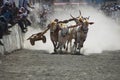 MAHARASHTRA, INDIA, April 2014, People enjoy traditional Bullock cart racing or bailgada sharyat Royalty Free Stock Photo