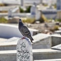 Dove sits on a tombstone with Arabic writing in the large cemetery in the coastal city of Mahdia