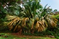 Mahe national park. Lodoicea known as the coco de mer or double coconut. It is endemic to the islands of Seychelles Royalty Free Stock Photo