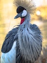 Mahem bird looking elegant Royalty Free Stock Photo