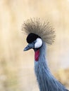 Mahem bird looking elegant Royalty Free Stock Photo