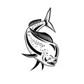 Mahi-mahi or Common Dolphinfish Diving Down Retro Black and White Royalty Free Stock Photo