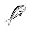 Mahi-mahi or Common Dolphinfish Swimming Up Retro Black and White