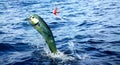 Mahi mahi or Dolphin fish jumping, hooked to a red lure Royalty Free Stock Photo