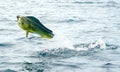 Mahi mahi or Dolphin fish jumping, hooked to a red lure Royalty Free Stock Photo