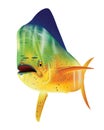 Mahi Mahi dolphin fish Royalty Free Stock Photo