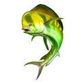 Mahi mahi or dolphin fish on white. Mahi mahi blue fish. Royalty Free Stock Photo