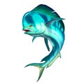 Mahi mahi or dolphin fish on white. Mahi mahi blue fish Royalty Free Stock Photo