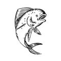 Mahi-mahi Dorado Dolphinfish Jumping Etching Black and White Royalty Free Stock Photo