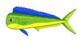 Mahi mahi fish on a white background Royalty Free Stock Photo