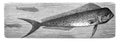 he mahi-mahi or common dolphinfish / mackerel Antique illustration from Brockhaus Konversations-Lexikon 1908