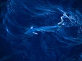 Mahi mahi, Coryphaena hippurus, swimming at sea