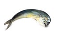 Mahi-mahi - Mediterranean fish Lampuga o Capone `Coryphaenna hippurus` Royalty Free Stock Photo