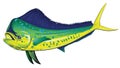 Mahi Mahi Royalty Free Stock Photo