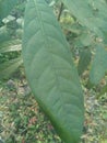 Mahogani plant 2 years old