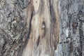 Mahogani tree skin texture