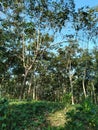 mahogany forest during the dry season and the trees grow in a row