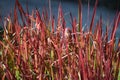 Mahogany grass