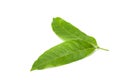 Mahogany leaf Royalty Free Stock Photo