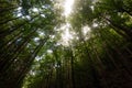 Mahogany Man-Made Forest in Bilar, Bohol, Philippines. Sun rays shine through canopy Royalty Free Stock Photo