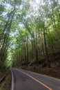 Mahogany Man-Made Forest in Bilar, Bohol, Philippines. Trees along the road Royalty Free Stock Photo