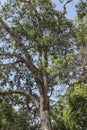 Mahogany tree Barbados West Indies