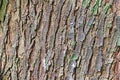 Mahogany Tree Bark Abstract