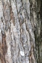 Mahogany Tree Bark