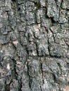 mahogany tree bark texture Royalty Free Stock Photo