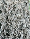 mahogany tree bark texture Royalty Free Stock Photo