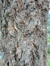 mahogany tree bark texture Royalty Free Stock Photo