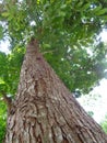 Bright green leaves tree. mahoni is mahogany indonesian name for tree plant spesies switenia macrophylia - Image