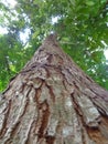 Bright green leaves tree. mahoni is mahogany indonesian name for tree plant spesies switenia macrophylia - Image