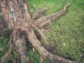 Mahogany tree roots