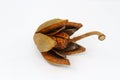 Mahogany tree seed pod.