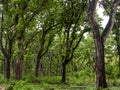 Mahogany tree, Swietenia macrophylla forest in Gunung Kidul, Yogyakarta, Indonesia Royalty Free Stock Photo