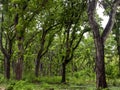 Mahogany tree, Swietenia macrophylla forest in Gunung Kidul, Yogyakarta, Indonesia