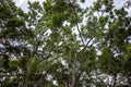 Mahogany tree, Swietenia macrophylla forest in Gunung Kidul, Yogyakarta, Indonesia Royalty Free Stock Photo