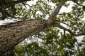 Mahogany tree, Swietenia macrophylla forest in Gunung Kidul, Yogyakarta, Indonesia Royalty Free Stock Photo