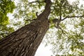 Mahogany tree, Swietenia macrophylla forest in Gunung Kidul, Yogyakarta, Indonesia Royalty Free Stock Photo