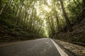 Mahogany trees line a highway at Man-made forest, Bilar, Bohol. A famous stopover for tourists. Low angle view of Loay Interior Royalty Free Stock Photo