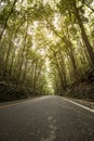 Mahogany trees line a highway at Man-made forest, Bilar, Bohol. A famous stopover for tourists. Low angle view of Loay Interior Royalty Free Stock Photo