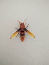 Mahogany wasp vespid wasp paper wasp umbrella wasp Royalty Free Stock Photo