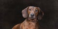 Mahogany Weiner Dog On Wide Brown Background With Copy Space Royalty Free Stock Photo