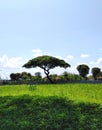 Mahoni tree in the garden