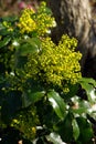 Mahonia 02